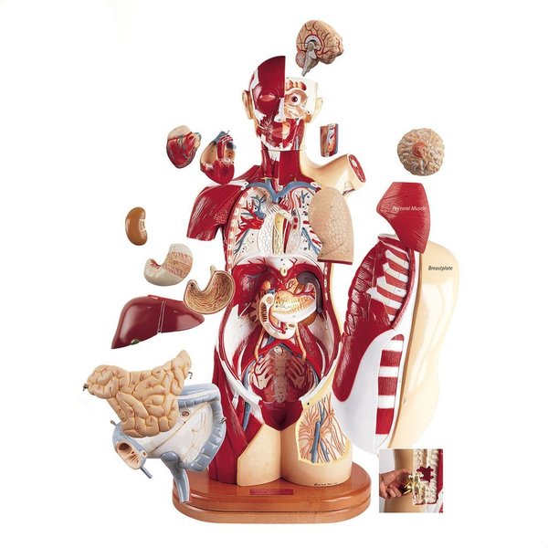 Denoyer-Geppert Anatomical Model, Multi-Torso: M, F, 1st Trimester 0715-E